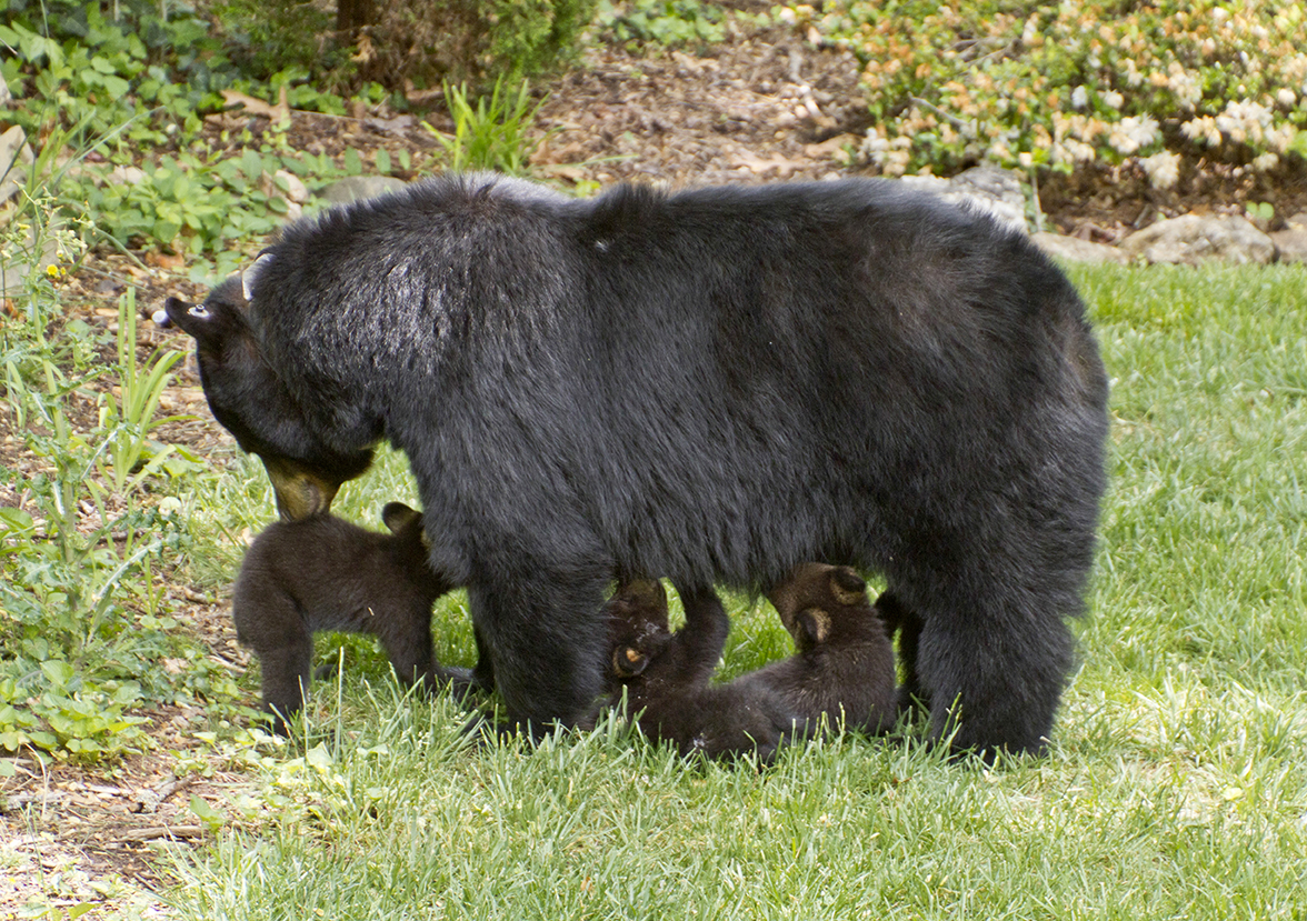 A mama black bear stands on a neighborhood lawn and nurses her three small, hungry cubs on a sunny spring day
